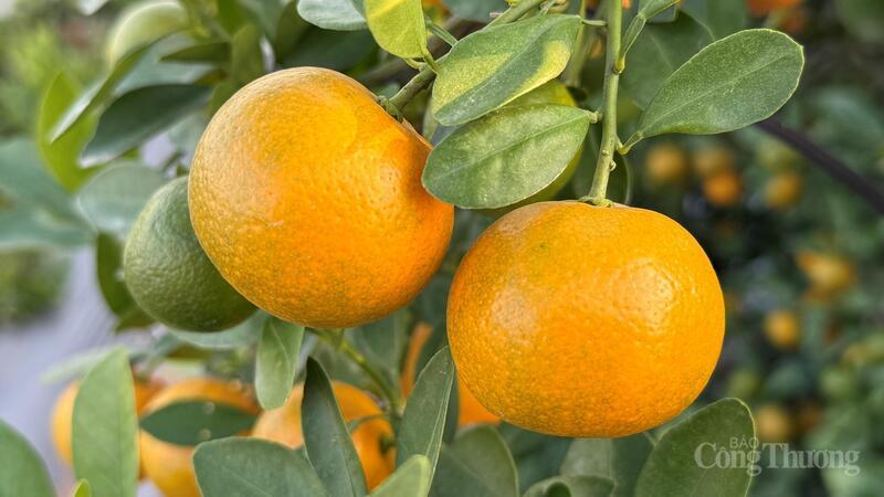 Những chậu quất bắt đầu chín.