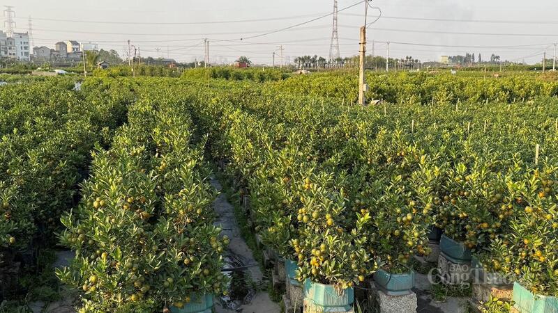 Vườn quất cảnh tại thôn Thiết Trụ, xã Mễ Sở.