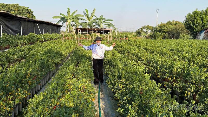 Du khách tranh thủ tới check in tại vườn quất.