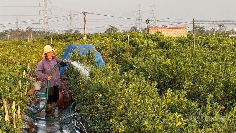 Người dân chăm sóc, tưới nước và theo dõi vườn quất. Đây là khâu quan trọng nhằm bảo đảm cây sinh trưởng ổn định, đạt mẫu mã đẹp trước khi xuất bán.