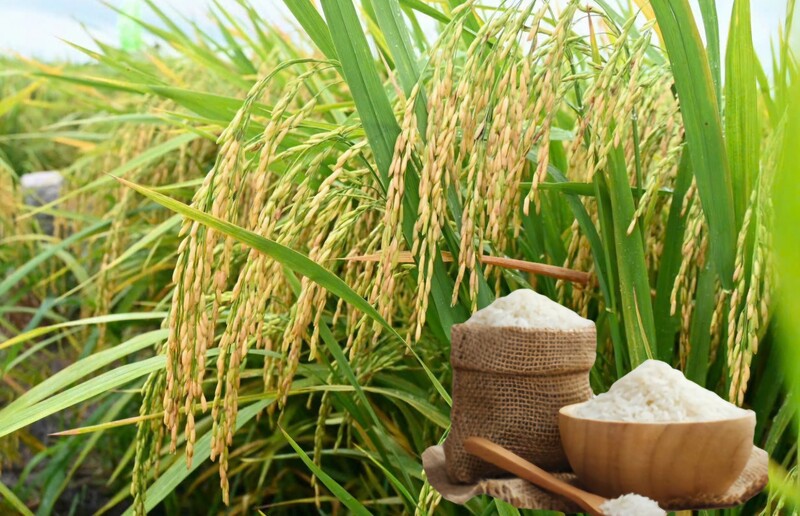 Giá lúa gạo hôm nay ngày 19/1: Gạo xuất khẩu tăng, lúa vững giá. Ảnh: Thanh Minh.