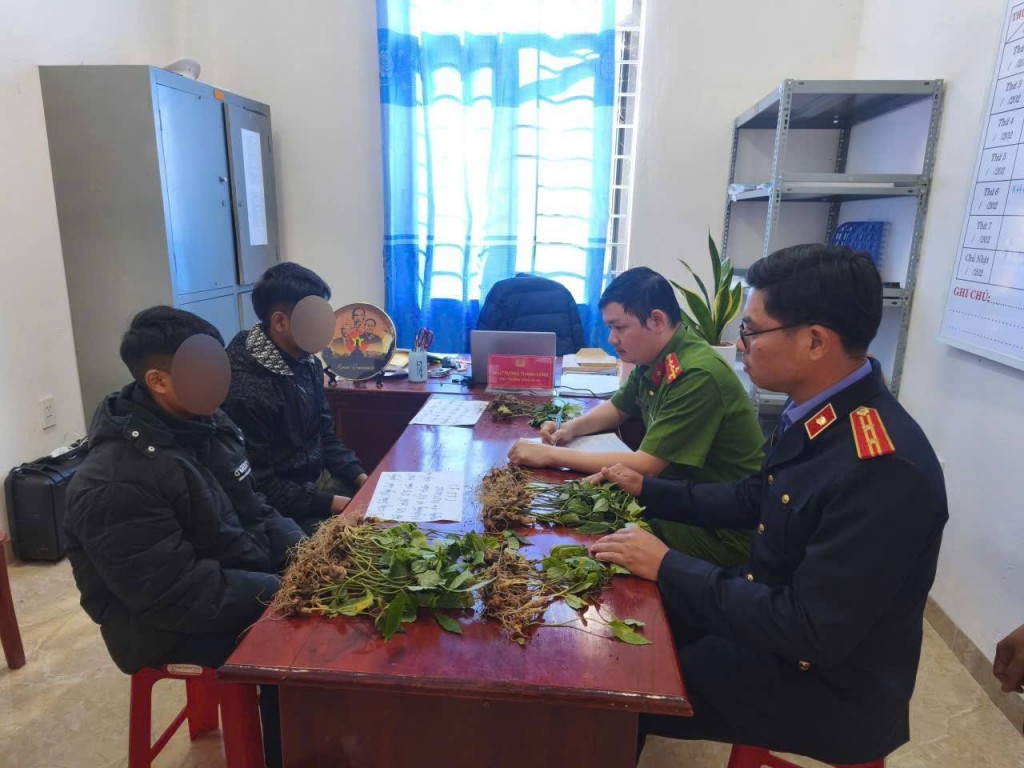 Hai đối tượng trộm sâm Ngọc Linh và xe máy tại cơ quan Công an (Ảnh: C.A Đà Nẵng) Hai đối tượng trộm sâm Ngọc Linh và xe máy tại cơ quan Công an (Ảnh: C.A Đà Nẵng)