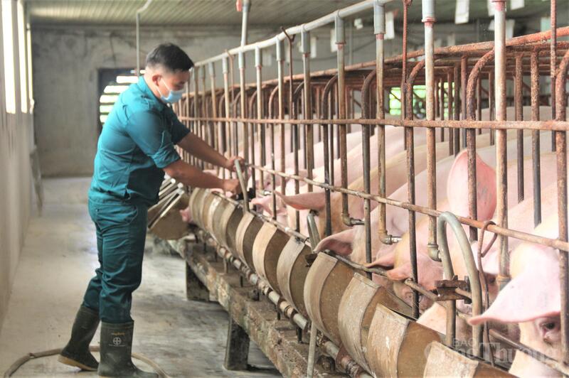 Tại một số địa phương, giá heo hơi hiện đã chạm ngưỡng 80.000 đồng/kg. Ảnh: N.H