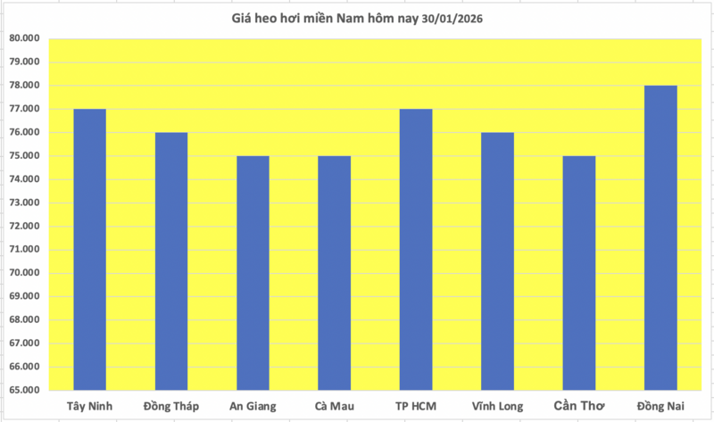 Giá heo hơi hôm nay 30/1/2026: Giảm 1.000 đồng/kg tại nhiều nơi - 3