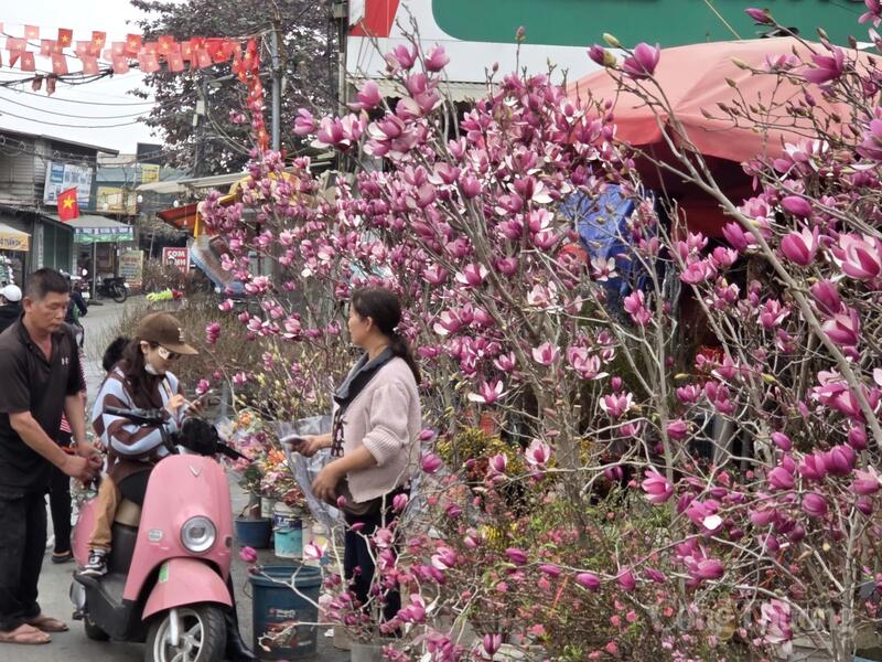 Mộc lan được bán nhiều trên chợ hoa Quảng Bá.