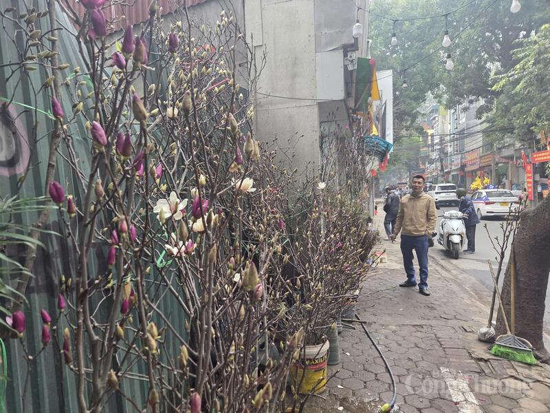 Bên cạnh những cành mộc lan đã bung nở, nhiều tiểu thương bày loại cành còn nguyên nụ, bông chưa nở để người mua mang về chơi hoa lâu ngày.