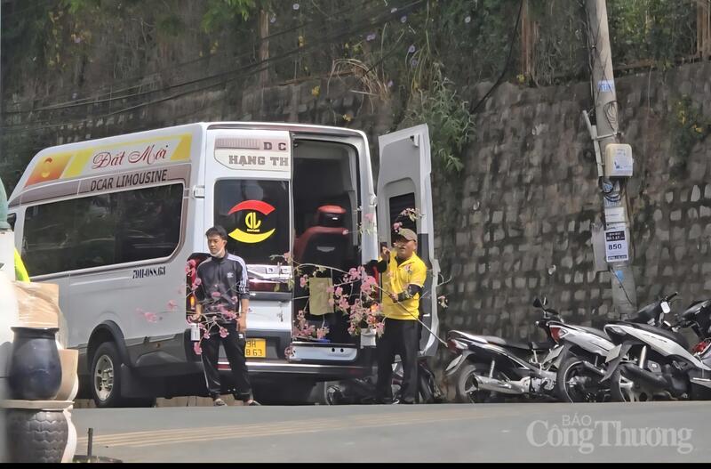 Người đàn ông áo vàng đang thực hiện hành vi bẻ cành mai anh đào để vào xe. Ảnh: Lê Sơn