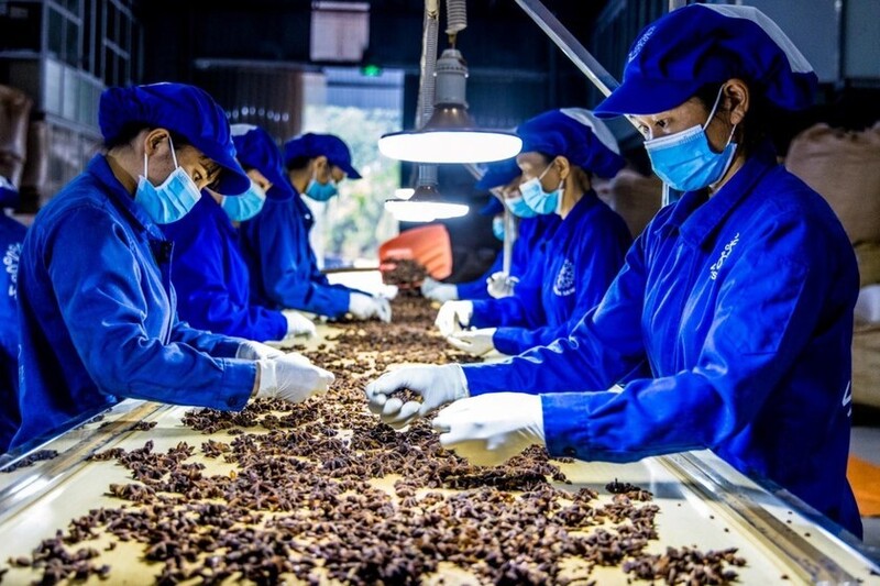 Đặc sản dược liệu Việt Nam sẵn sàng cho thị trường quốc tế. Ảnh minh hoạ