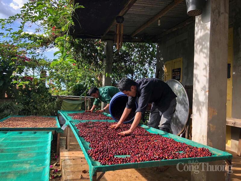 Người dân thu hoạch cà phê tại tỉnh Gia Lai. Ảnh: Hiền Mai