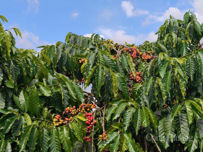 Vườn cà phê tại Lâm Đồng