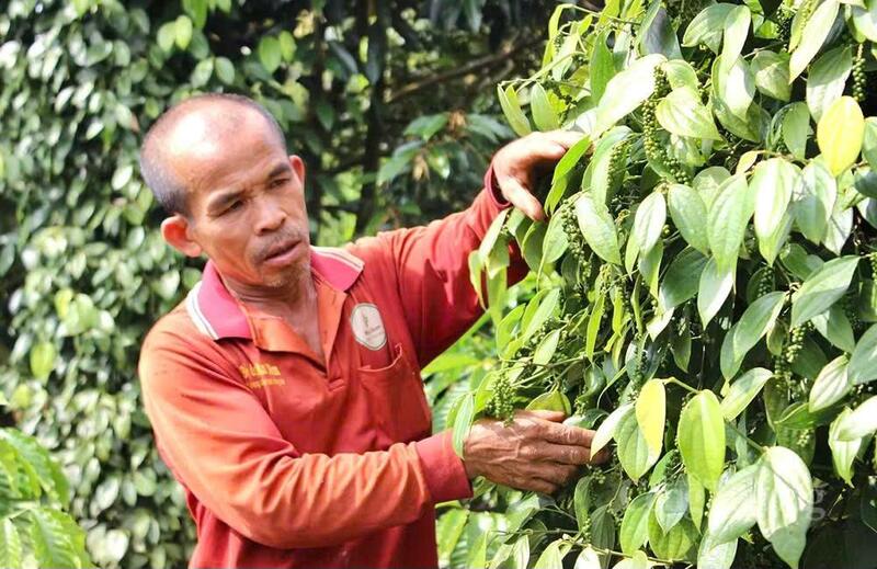 Việc tìm được nhóm lao động ổn định để làm xuyên suốt mùa vụ vẫn là bài toán khó đối với người dân.