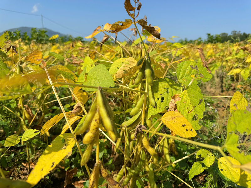 Doanh nghiệp bao tiêu sản phẩm với mức giá thỏa thuận từ đầu vụ nên bà con rất yên tâm sản xuất. Đến kỳ thu hoạch, doanh nghiệp thu mua tận nơi nên không phải lo chuyện tìm đầu ra hay bị thương lái ép giá. Ảnh: Nguyễn Dương