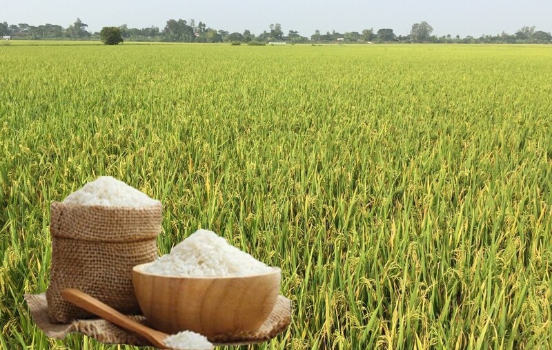 Giá lúa gạo hôm nay ngày 6/4: Gạo thơm Jasmine, gạo thường tại các chợ lẻ tăng 1.000 đồng, lúa tươi vững giá. Ảnh: Thanh Minh.