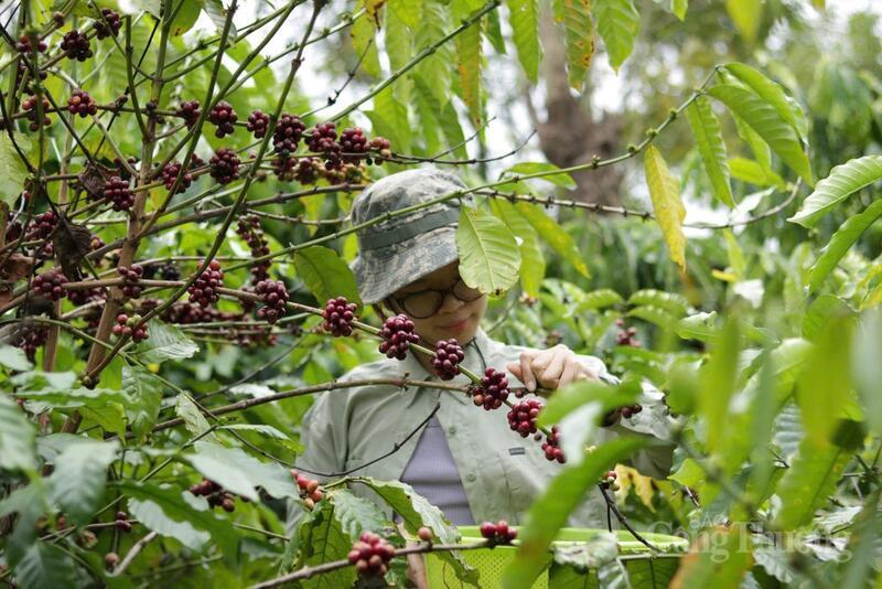 Người dân thu hoạch cà phê tại Gia Lai. Ảnh: Hiền Mai
