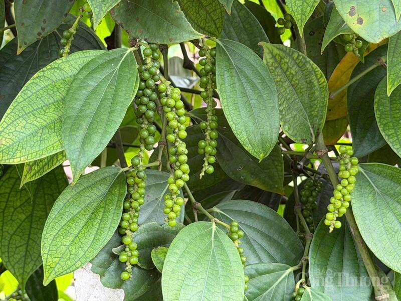 Hồ tiêu xanh tại Lâm Đồng