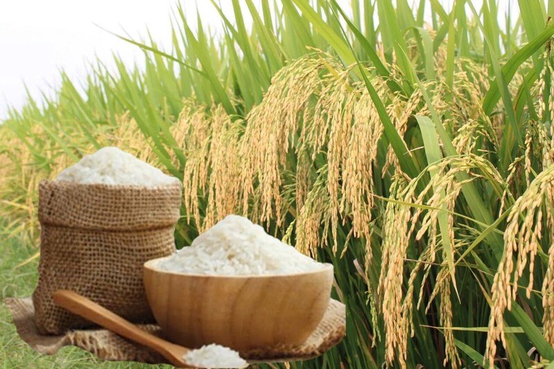 Giá lúa gạo hôm nay ngày 21/4: Gạo nguyên liệu xuất khẩu tiếp đà tăng, lúa tươi chững giá. Ảnh: Thanh Minh.