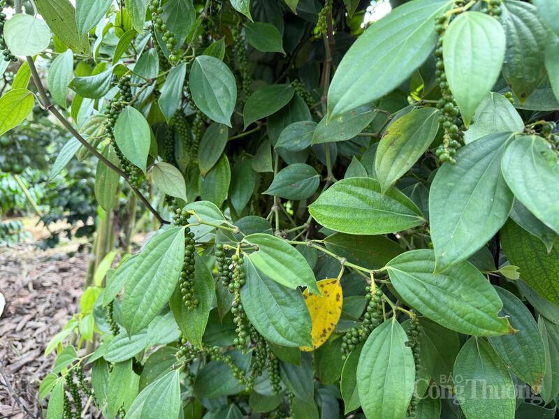 Vườn trồng hồ tiêu tại Lâm Đồng