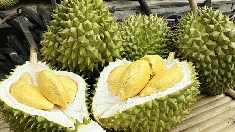 Giá sầu riêng giống Ri6 đang ở mức thấp. Ảnh minh hoạ