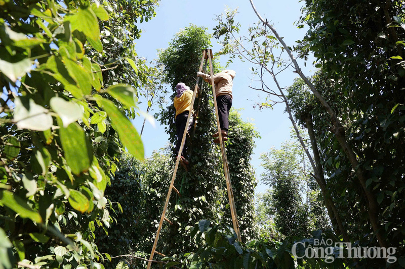 Thu hoạch hồ tiêu tại Lâm Đồng.