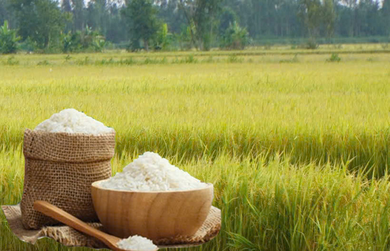 Giá lúa gạo hôm nay ngày 26/5: Gạo xuất khẩu biến động trái chiều. Ảnh: Thanh Minh.
