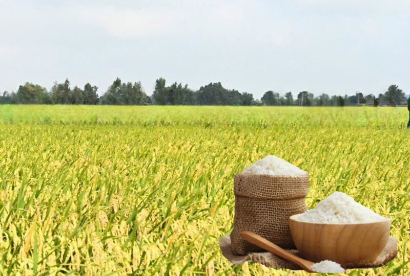 Giá lúa gạo hôm nay ngày 3/6/2026: Gạo xuất khẩu biến động trái chiều. Ảnh: Thanh Minh.
