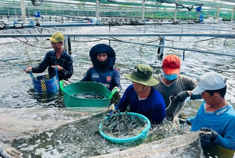Thủy sản là mặt hàng xuất khẩu chủ lực của tỉnh Cà Mau. Ảnh: Trọng Linh