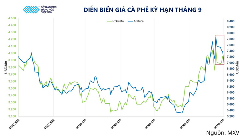 Diễn biến giá cà phê kỳ hạn tháng 9