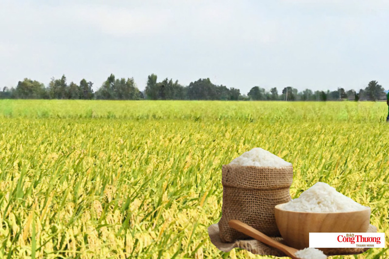 Giá lúa gạo hôm nay ngày 23/7/2026: Gạo thơm Jasmine tăng 1.000 đồng/kg.