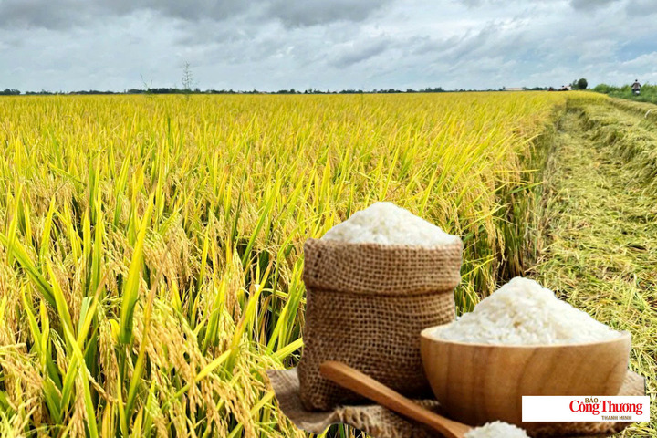 Giá lúa gạo hôm nay ngày 8/9: Lúa tươi đồng loạt tiếp đà giảm.