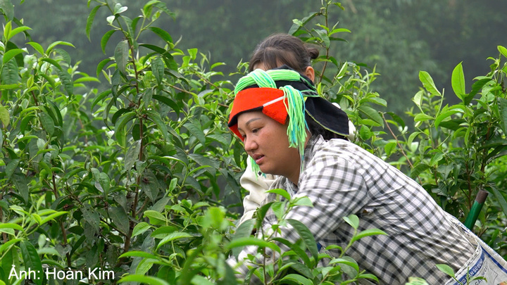 Liên kết với bà con vùng núi, doanh nghiệp hướng tới chuẩn hóa vùng nguyên liệu, nâng giá trị trà Shan Tuyết và mở rộng đầu ra cho sản phẩm địa phương.