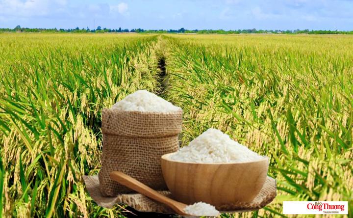 Giá lúa gạo hôm nay ngày 8/10/2026: Gạo OM 18 giảm 500 đồng/kg.