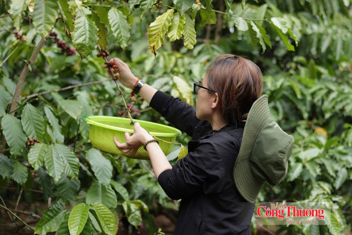 Thu hoạch cà phê tại Gia Lai