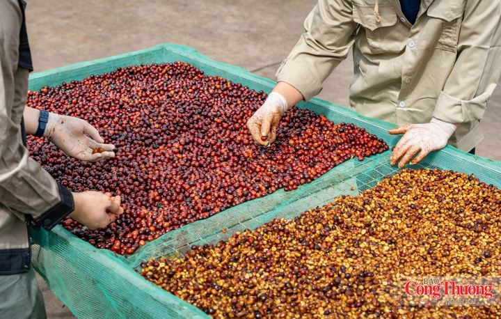 Cà phê không chỉ là sản phẩm nông nghiệp chủ lực mà còn gắn với văn hóa, đời sống và trải nghiệm du lịch của Gia Lai.