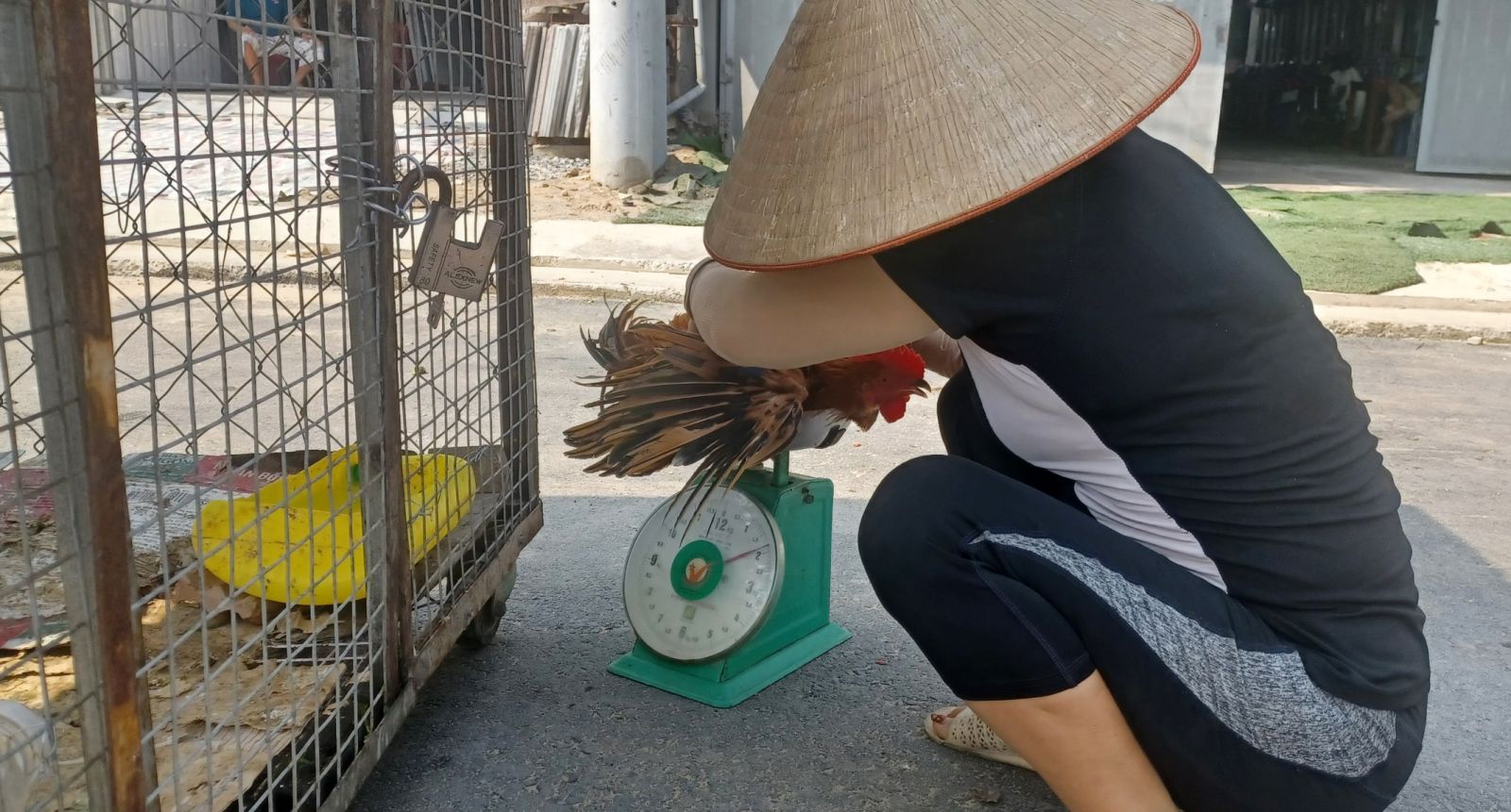 Chủ cơ sở kinh doanh gà trên đường Bình Giã, TP.Vũng Tàu cân gà cho khách.